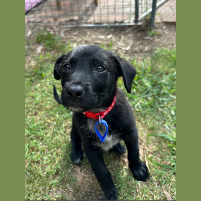 Photo of Taz   8 Week Old Cattle Dog X Kelpie