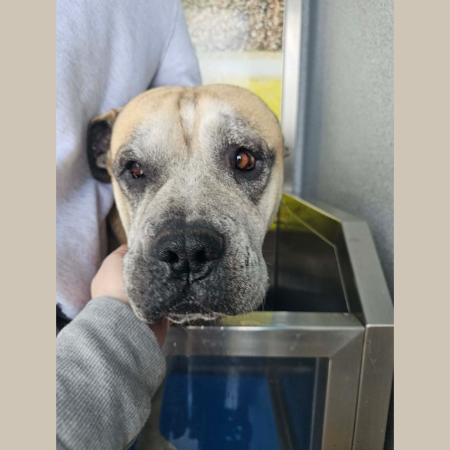 Photo of Diesel