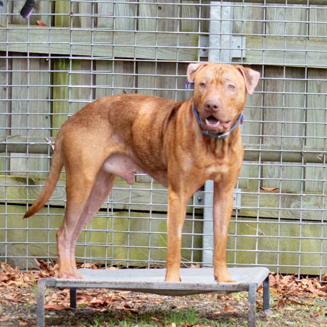 Photo of Rusty
