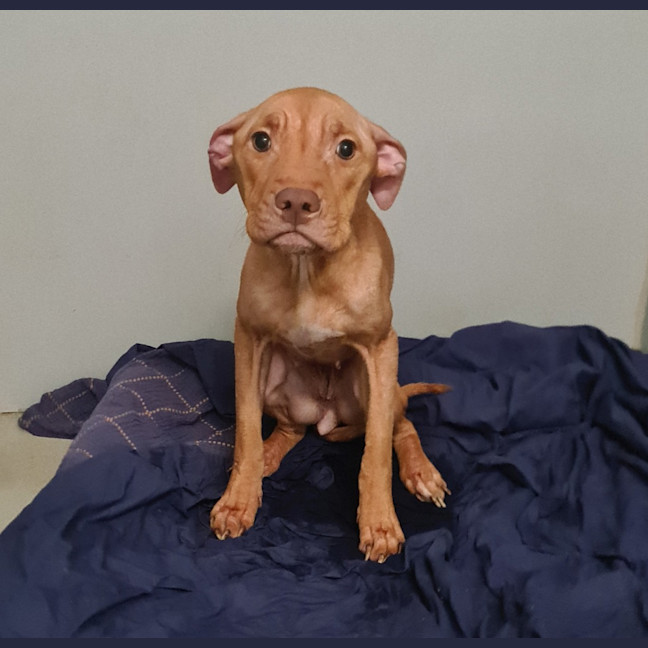 Photo of Dobby