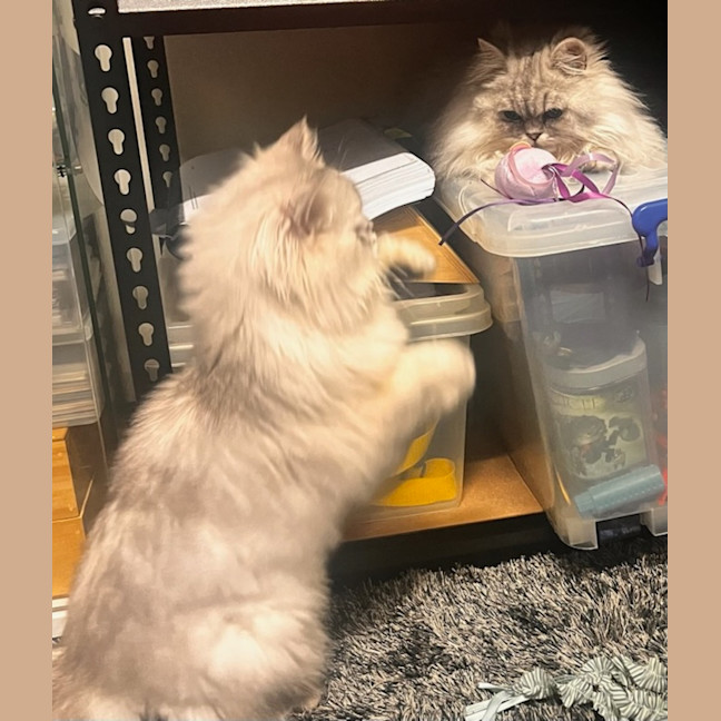 Photo of Symphony And Sayla