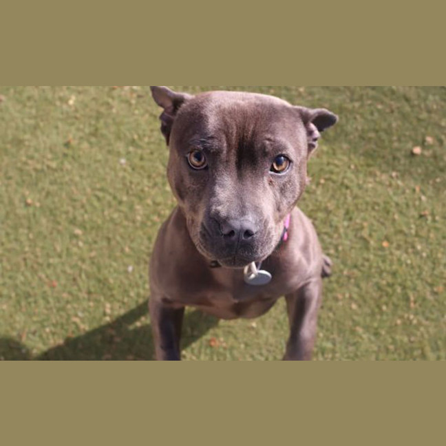 Photo of Staffiny Blue Roo