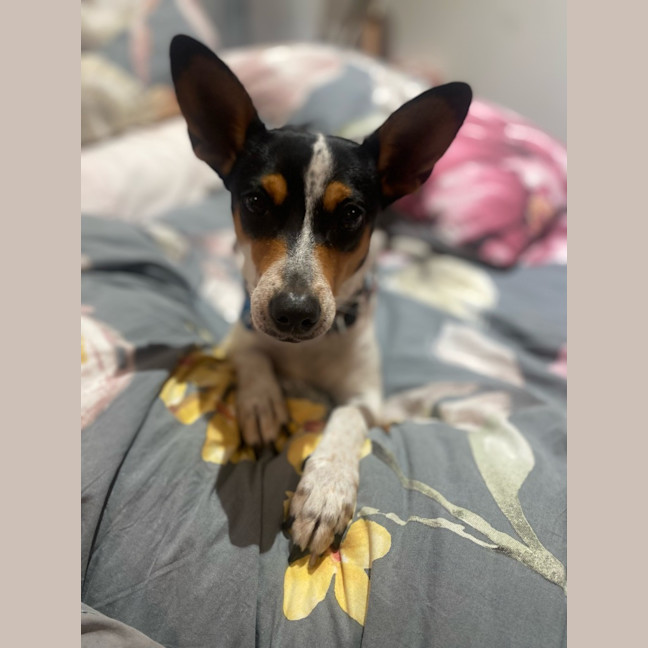 Photo of Pepsi (Was Audrey)