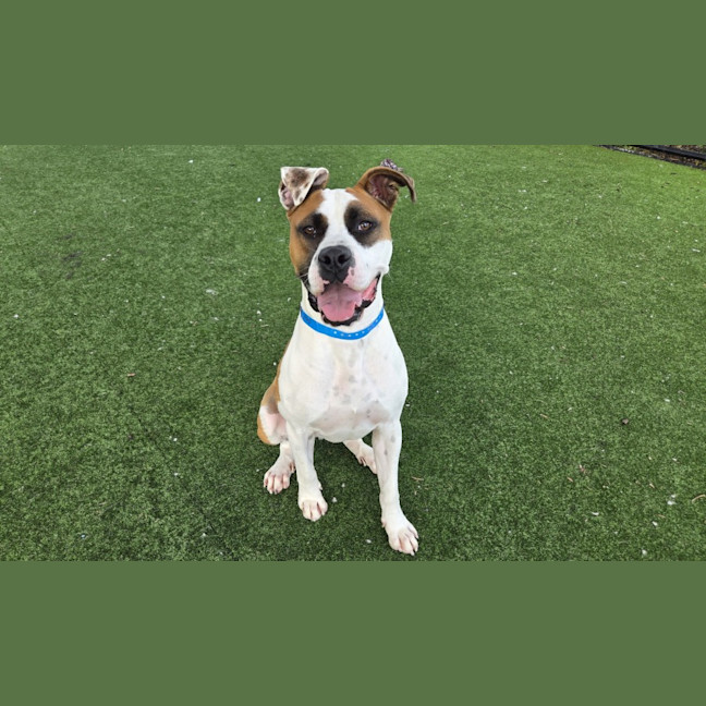 Photo of Humphrey Imp 1145