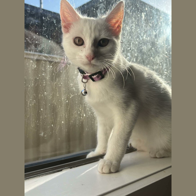 Photo of Vivi   In Foster Care In Avondale Heights