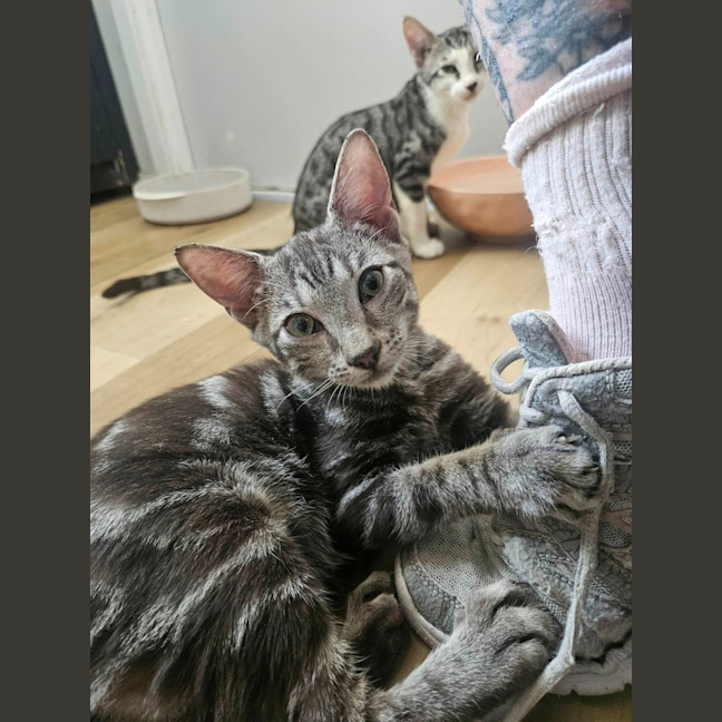 Photo of Banjo