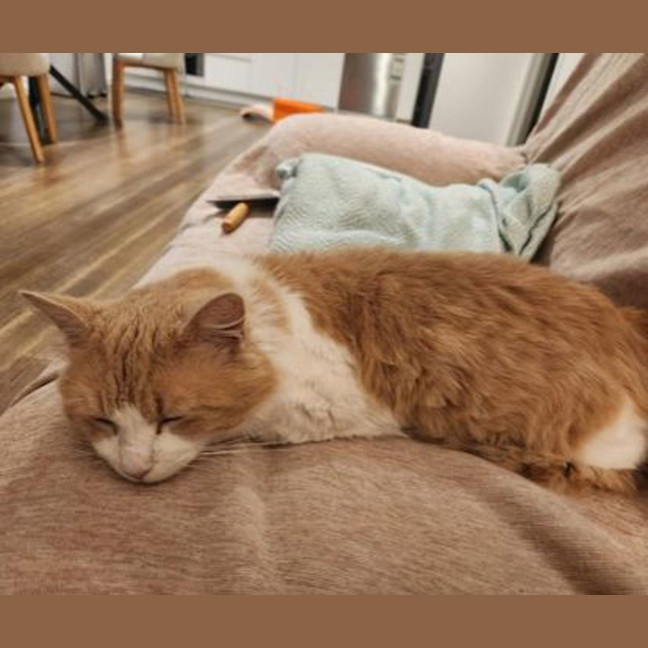 Photo of Churro