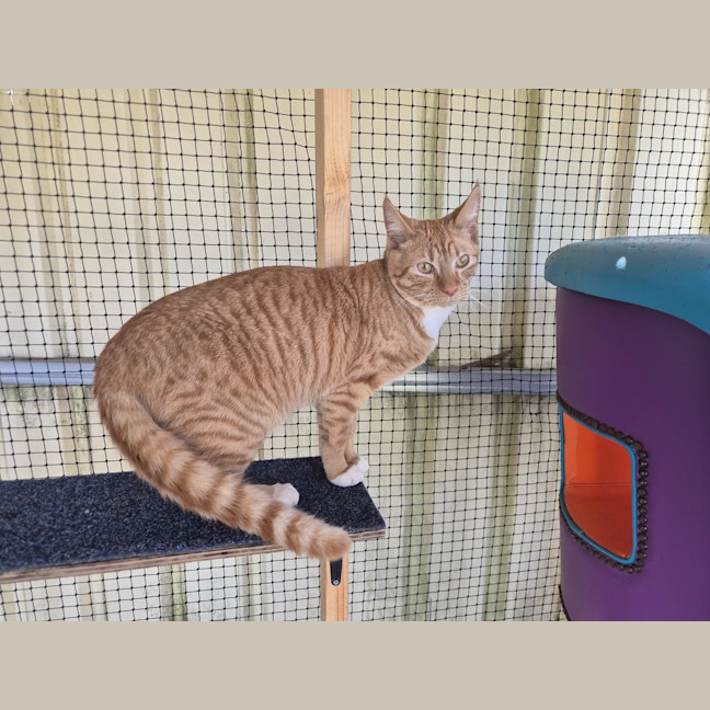 Photo of Topaz