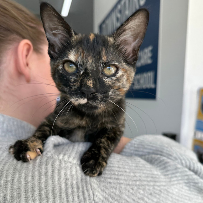 Photo of Paisley