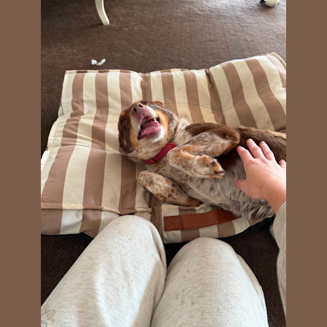 Photo of Baxter