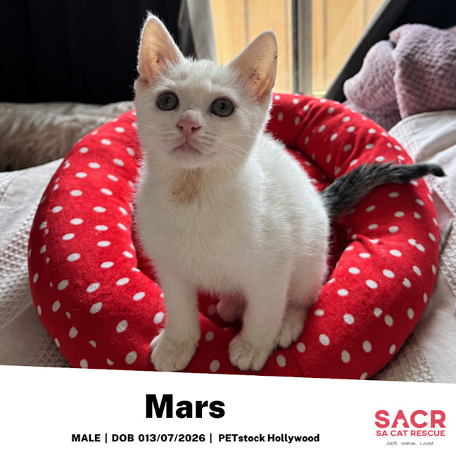 Photo of Mars