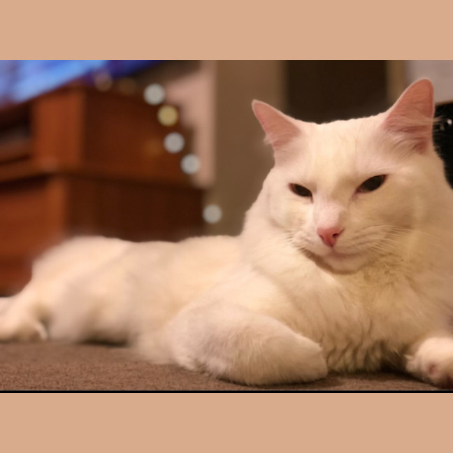 Photo of Azrael ( Azi )