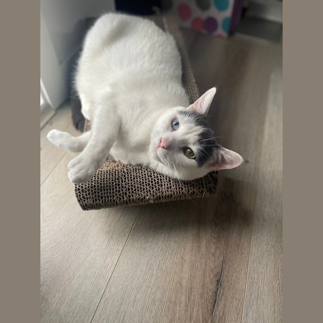 Photo of Missy & Pablo 🌷🐈