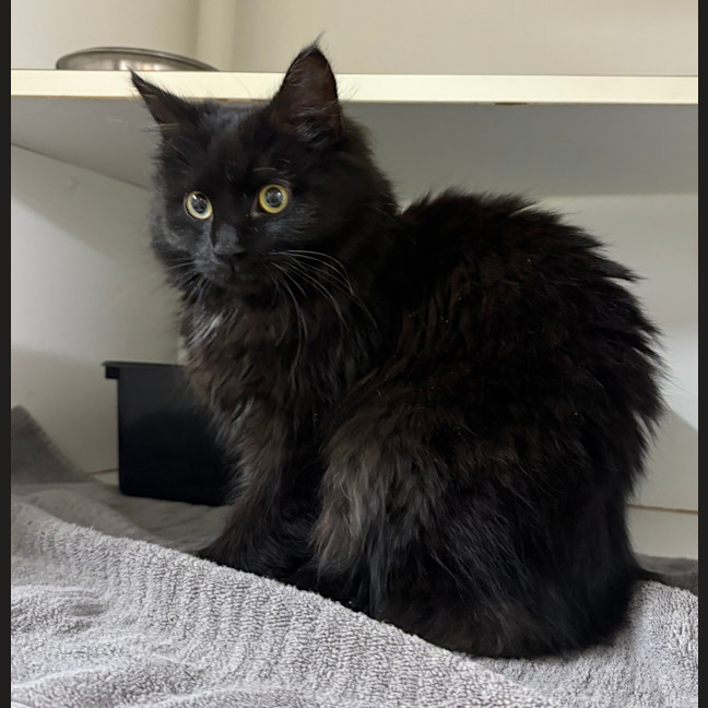 Photo of Bambi