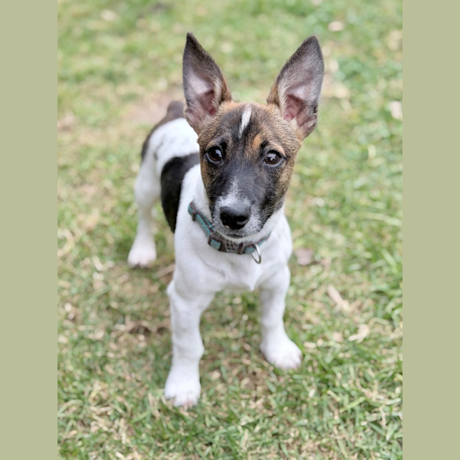 Photo of Ollie