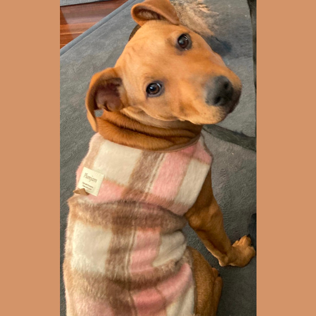 Photo of Bella   14 Week Old Mastiff X