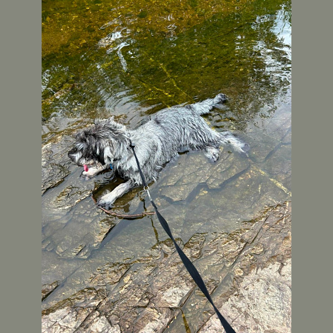 Photo of Louie
