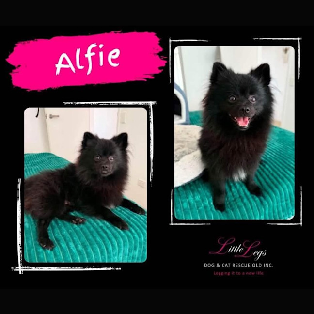 Photo of Alfie