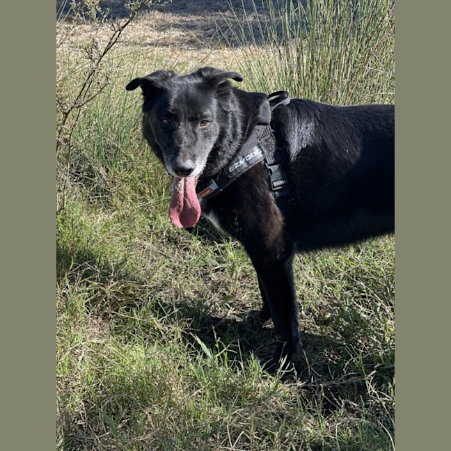 Photo of Harley