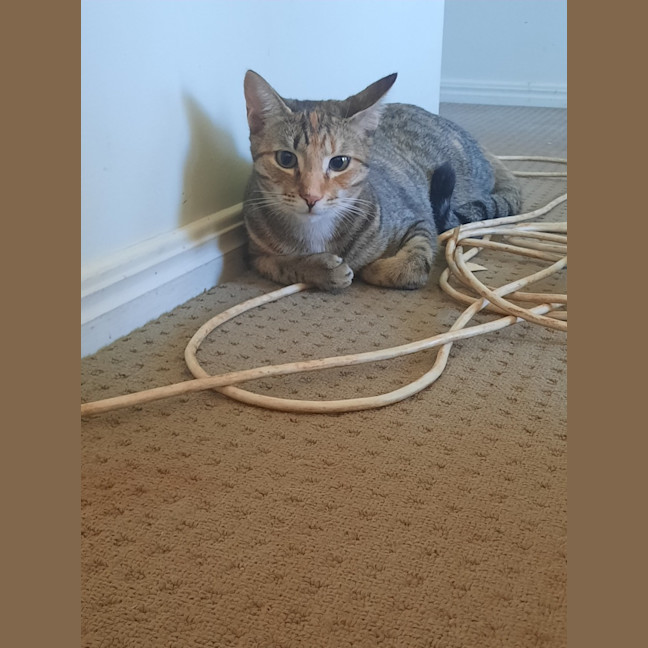 Photo of Mitsuri