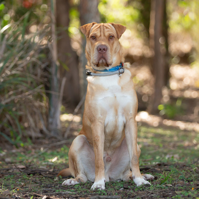 Photo of Angus