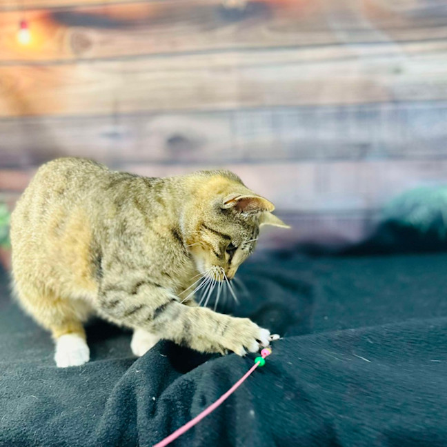 Photo of Tilly   Located In Preston 