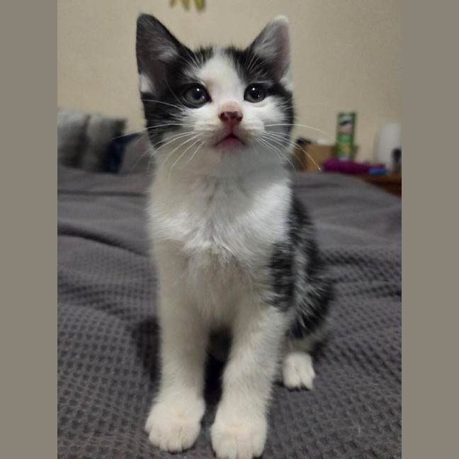 Photo of Kitkat