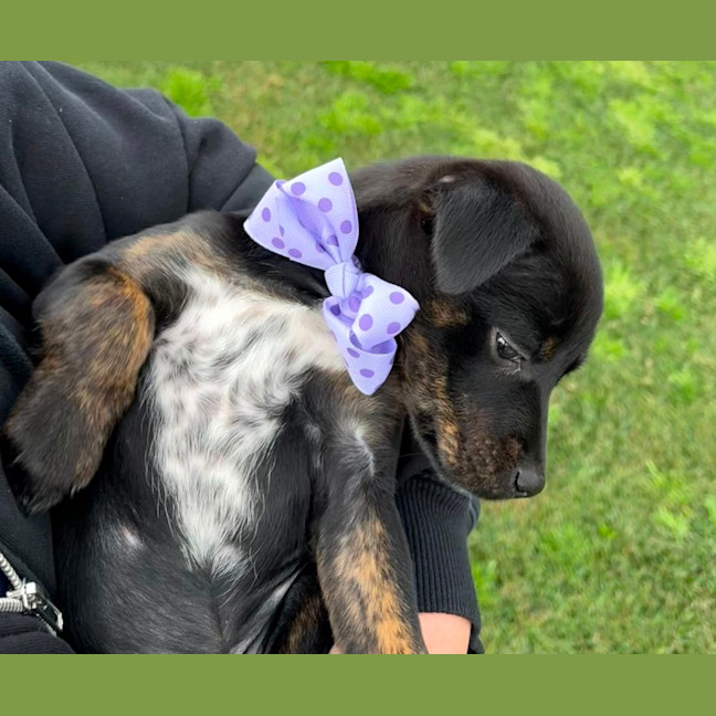 Photo of Minnie   8 Week Old Kelpie X