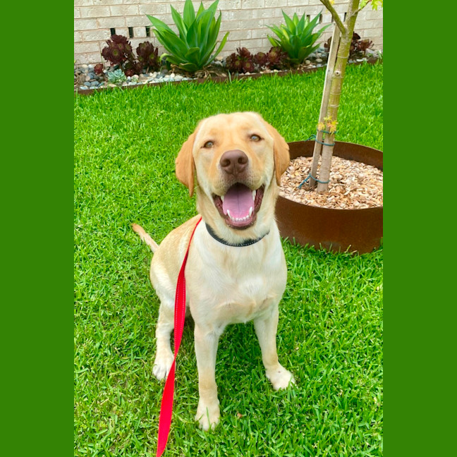 Photo of Walter   14 Month Old Labrador (Trial 22/12)