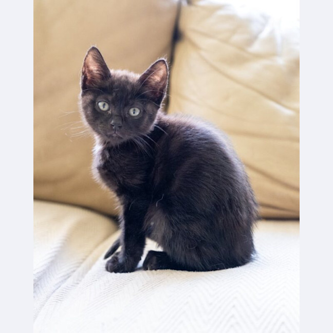 Photo of Kit