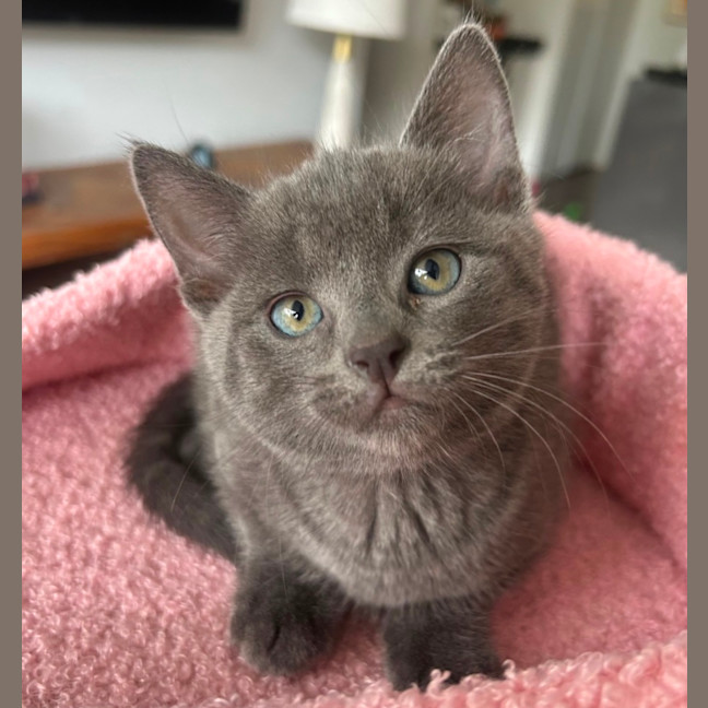 Photo of Belle & Buttons 