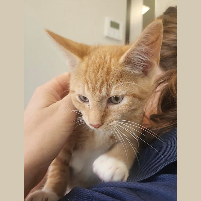 Photo of Michael Phelps