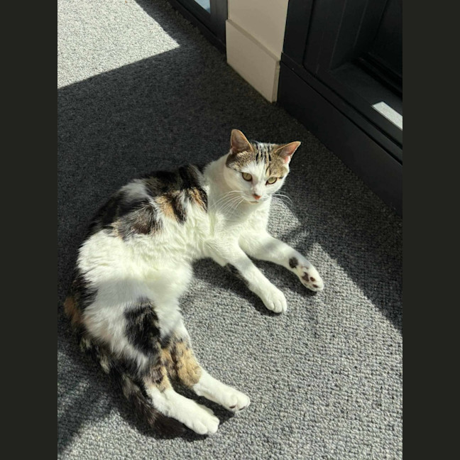 Photo of Mika 🐈 