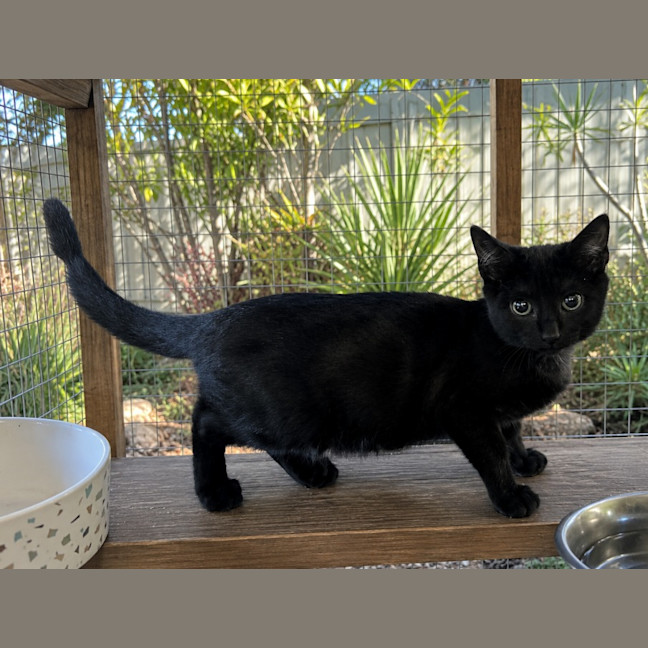 Photo of Little Miss Magic
