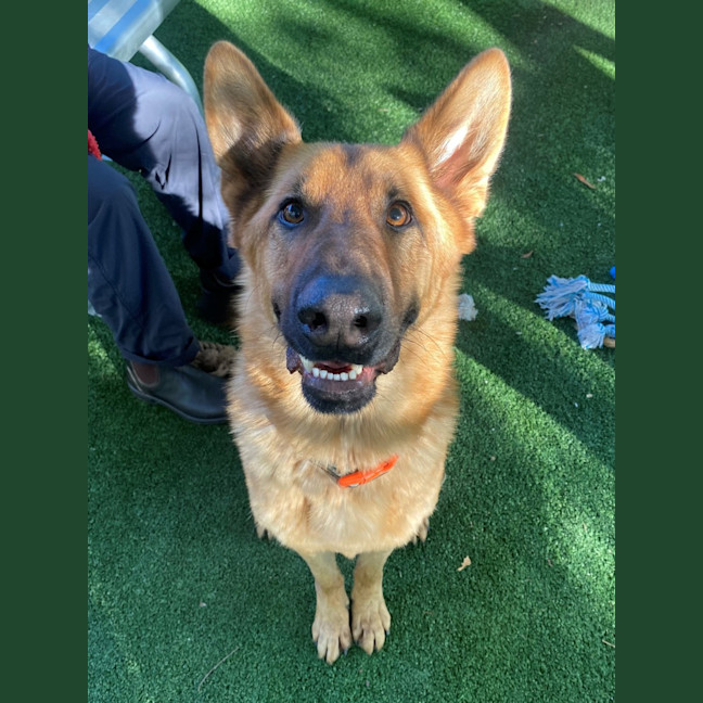 Photo of D1157 Sarge