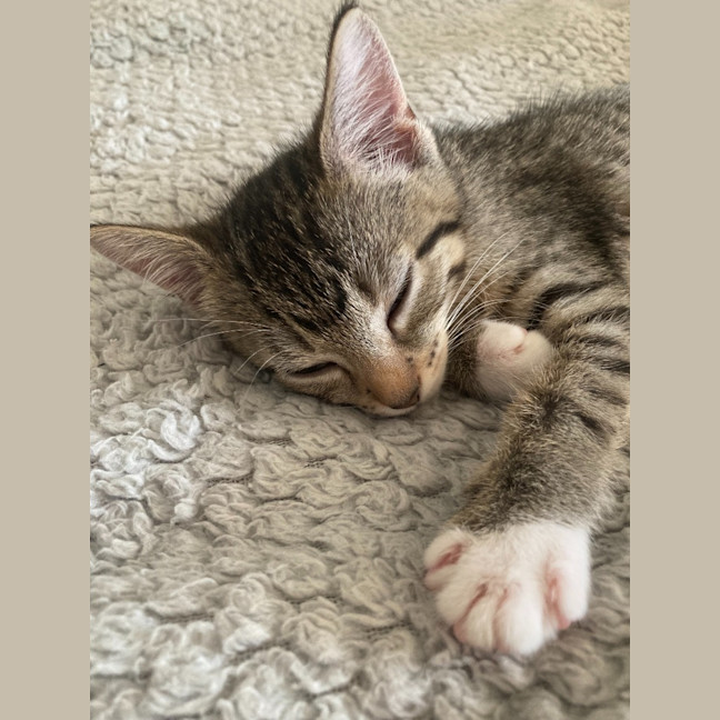 Photo of Zuri