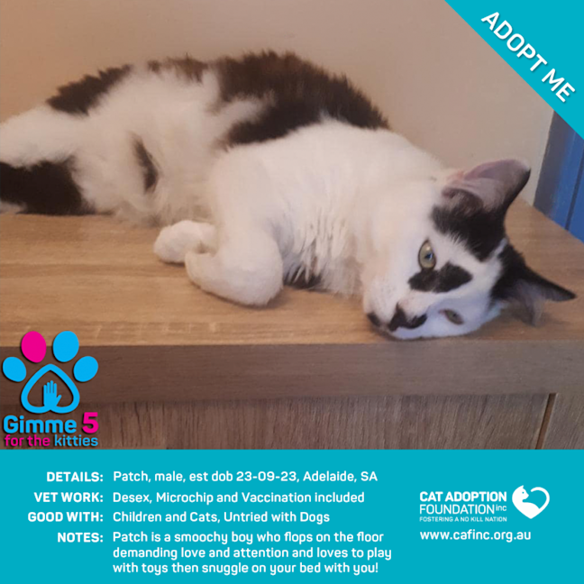 Photo of Patch Only $40 Limited Time!