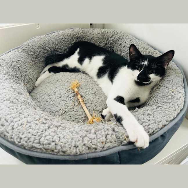 Photo of Bailey Junior