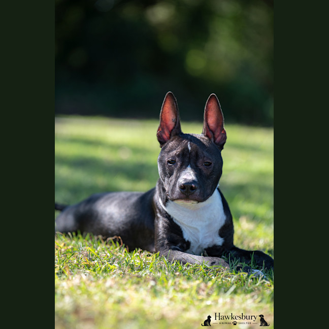 Photo of Darcy