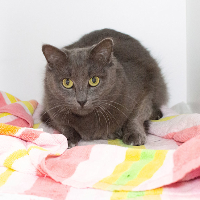 Photo of Fluffy