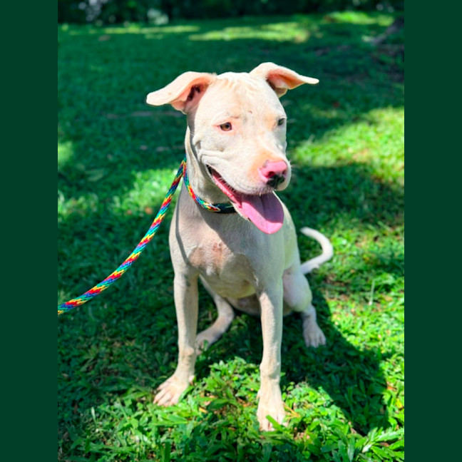 Photo of Hank