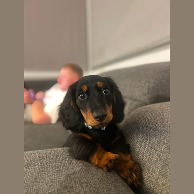 Photo of Arlo   12 Week Old Miniature Dachshund