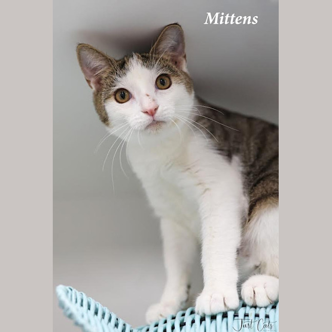 Photo of Mittens   Burnie