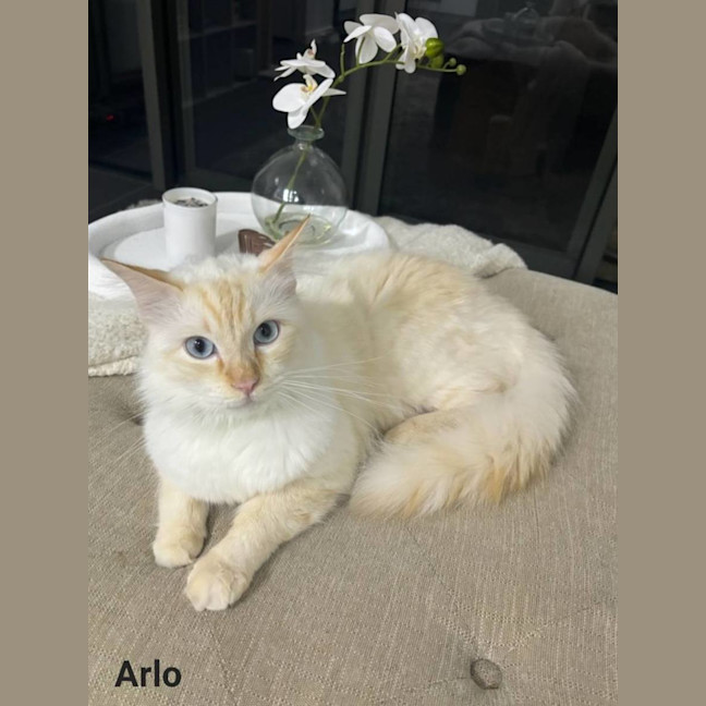 Photo of Arlo