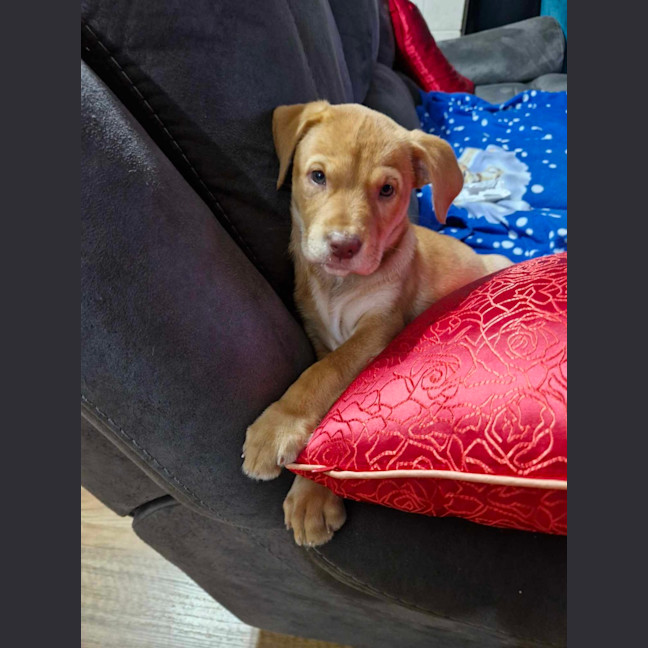 Photo of Maple