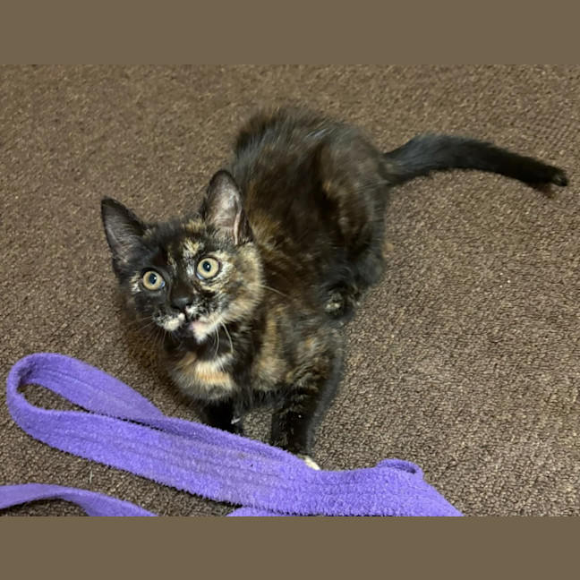 Photo of Bonnie