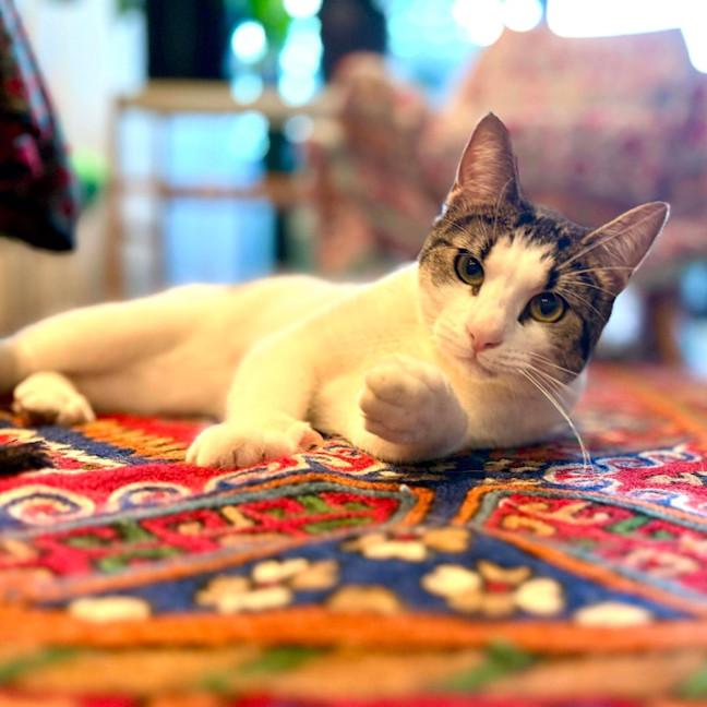Photo of Pippin   In Foster Care In Brunswick