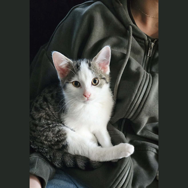 Photo of Aspen Meet Me@Petstock Chelsea Store 