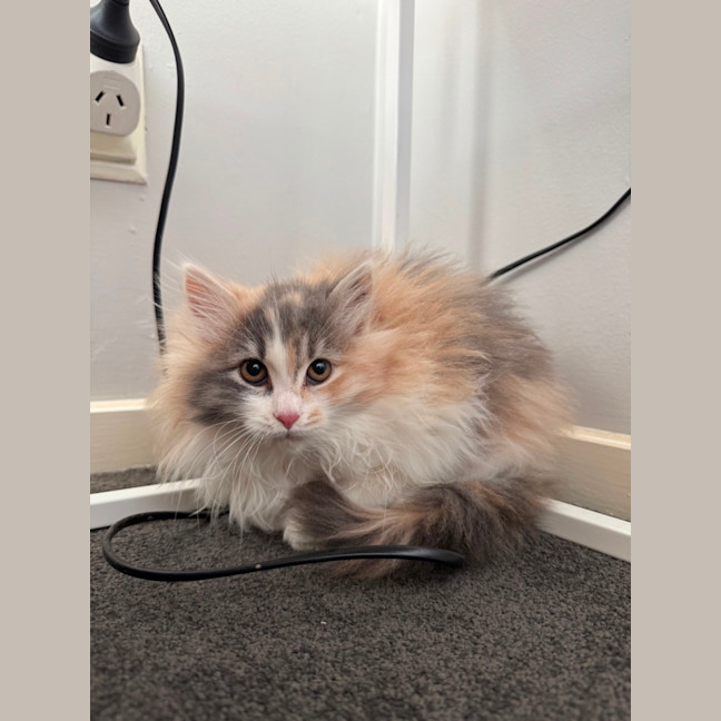 Photo of Jemima 