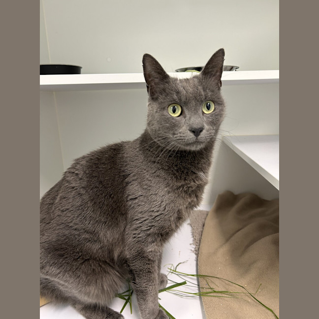 Photo of Smokey